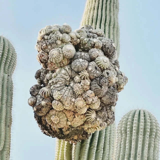 This crested saguaro looks like it tried to follow the instructions for “grow tall and majestic” but got distracted halfway through and decided to freestyle. Instead of the classic cactus look, it sprouted a wild, wavy pompadour that says, “I’m not like the other succulents.

#cactusandlime #crestedsaguaro #tucson #saguaronationalpark #cactusphotographer #southbysouthwest 
#lifeisgoodarizona 
#westbysouthwest 
#azculture 
#exploreaz 
#weroamarizona 
#arizonacollective