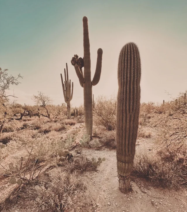 Taking photos of saguaro cacti always feels like a little adventure for me. There’s something magical about wandering through the desert with my camera, surrounded by these towering, silent giants that seem to have their own personalities. Some look like they’re striking a pose, others like they’re deep in thought.

🌵
#cactusandlime #tucson #SaguaroSunset #DesertVibes #SonoranWonders #TucsonViews #CactusLove #DesertMagic #SaguaroSeason #WanderArizona #CactusCountry #TucsonTrails