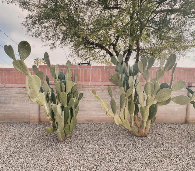 Cactus gardening in Tucson is a breeze! The desert heat is perfect for these low maintenance plants, like saguaros and prickly pears, which need little water and thrive in the sun. With their funky shapes and vibrant blooms, cactus gardens are the perfect way to add a touch of desert charm to your backyard.  Of course green thumb required!

🌵
#cactusandlime #tucson #cactigardens #pricklypear #DesertLife #CactusLove #SonoranDesert #DesertBeauty #CactiCommunity #NatureLovers #desertvibes