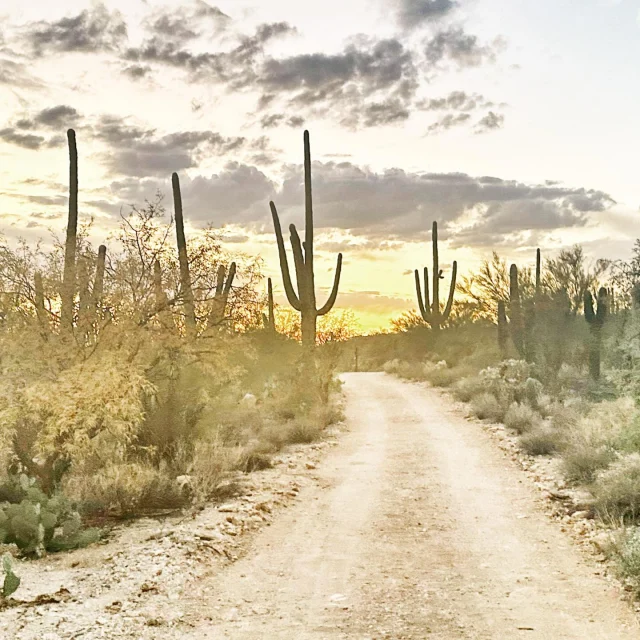 As the sun sets behind the Catalina Mountains, Tucson’s desert is bathed in golden hues. The cool evening breeze rustles through saguaro cacti, carrying the earthy scent of mesquite. With each step, the world slows, the sky a canvas of soft pinks and purples, and the air filled with the quiet magic of twilight, I love this time of day.

#cactusandlime #SaguaroSunset #DesertVibes #SonoranWonders #TucsonViews #CactusLove #DesertMagic #SaguaroSeason #WanderArizona #CactusCountry #TucsonTrails