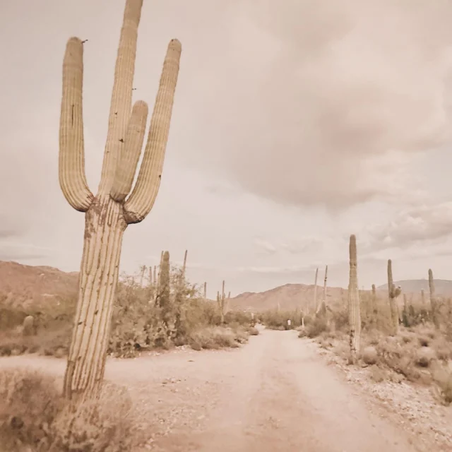 In Tucson, dirt roads into the wilderness feel like quiet thresholds unmarked, unhurried, and deeply connected to the desert’s rhythm. Winding through saguaros and sunbaked silence, they lead not just away from the city, but into a more timeless, untouched world.

🌵
#cactusandlime #tucson #saguaro #cactus #southbysouthwest 
#lifeisgoodarizona 
#westbysouthwest 
#azculture 
#exploreaz 
#weroamarizona 
#arizonacollective 
#igsouthwest