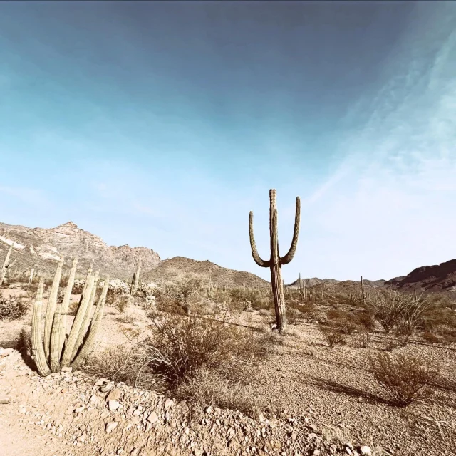 Tucked away in the wild heart of Arizona’s Organ Pipe Cactus National Monument, the Ajo Mountain Loop is a 21-mile scenic drive that feels like a journey through another world—one filled with towering saguaro cacti, dramatic desert peaks, and the kind of silence that makes you believe the rocks are keeping secrets. As your tires crunch along the gravel road, the Ajo Mountains rise like stone guardians, watching over a landscape where coyotes howl and lizards dart between creosote bushes. Whether you’re snapping photos of arching rock formations or just soaking in the sun-drenched solitude, the loop is a desert adventure wrapped in cactus arms and kissed by endless sky.

🌵
#cactusandlime #AjoMountains #SonoranDesert #DesertLandscape #ArizonaWilderness #DesertViews #WildlifeRefuge #AjoArizona #DesertHiking #SouthernArizona #CactusCountry