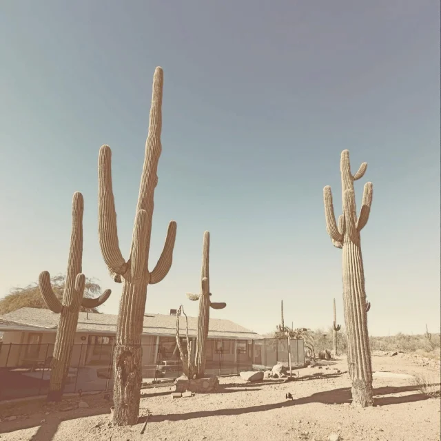 In Apache Junction, the saguaro isn’t just a cactus—it’s basically the local celebrity, standing there with its arms out like it’s perpetually welcoming everyone to its desert fan club. These green giants can live for over 150 years, which means some of them have been silently judging bad cowboy hats since before Arizona was even a state. They grow slow—like, “still deciding what to order at a diner” slow—but somehow end up towering over everything, looking like they’re about to give a motivational speech about perseverance. Honestly, the saguaro is so impressive that if it could talk, it’d probably charge admission.

🌵
#cactusandlime #ApacheJunction
#SuperstitionMountains
#ArizonaDesert
#LostDutchmanMine
#SuperstitionWilderness
#ExploreApacheJunction
#DesertAdventure
#HikingSuperstitions
#AZOutdoors
#MountainViews