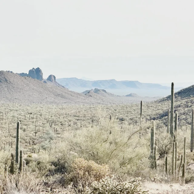 Organ Pipe Cactus National Monument is a vast, remote desert wilderness where towering cacti, rugged mountains, and wide-open skies create a striking, untouched landscape. It’s a haven for desert wildlife and a rare glimpse of nature in its raw, quiet beauty.

🌵
#cactusandlime #organpipecactus #AjoMountains #SonoranDesert #DesertLandscape #ArizonaWilderness #DesertViews #WildlifeRefuge #AjoArizona #DesertHiking #SouthernArizona #CactusCountry