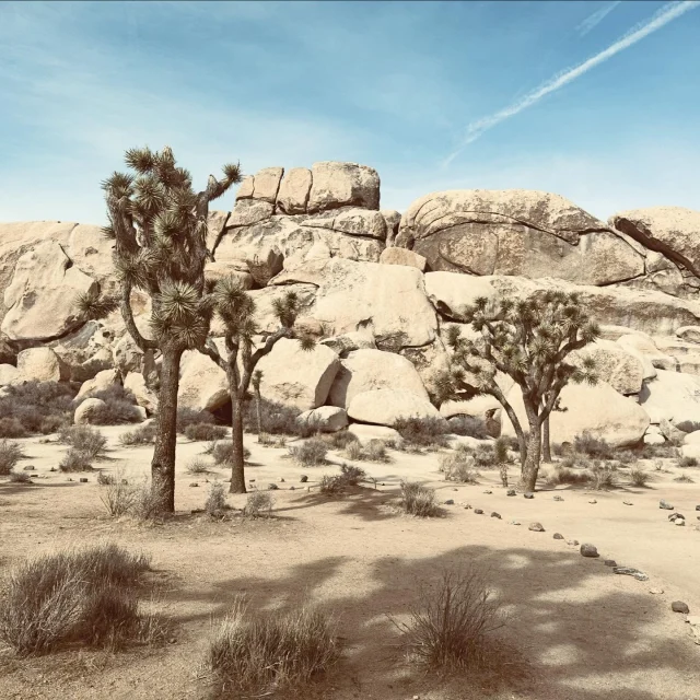 One time hiking in Joshua Tree, I boldly decided I’d “just go a little farther” on the Boy Scout Trail to see what was around the next bend—because obviously, the desert always rewards curiosity, right? Three miles in, the trail signs vanished, my water bottle started sounding suspiciously slosh-free, and even the lizards looked concerned. I squinted at a distant Joshua tree that might have been the same one I passed an hour ago—or maybe its identical twin. That’s when I remembered something a ranger said with a smirk: “The desert doesn’t care how optimistic you are.” So, I did the brave thing—I turned around with all the dignity of someone who has 4% phone battery and a granola bar melting in their pocket. Lesson learned: in Joshua Tree, adventure is great, but knowing when to turn back is heroic.

🌵
#cactusandlime #joshuatreenationalpark #DesertLandscapes #MojaveMagic #WildDesert #DesertAdventure #MojaveWilderness #DesertExploration #HikeMoreWorryLess
#DesertAdventure
#NatureTrailTales
#DustyBoots